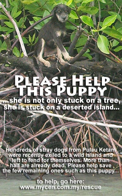Please Help This Puppy