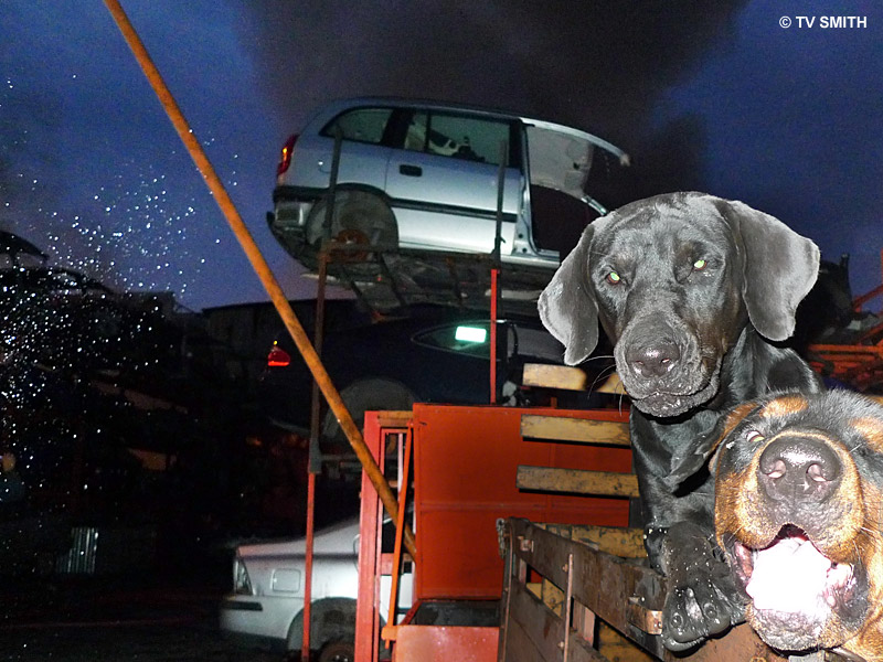 A Dog's Honour