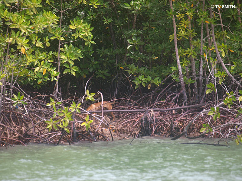 Skeletons In The Island