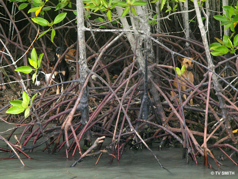 Skeletons In The Island