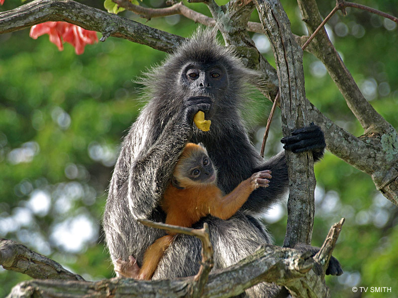 Mother & Child