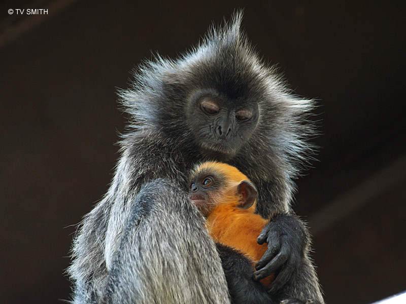 A Mother's Love