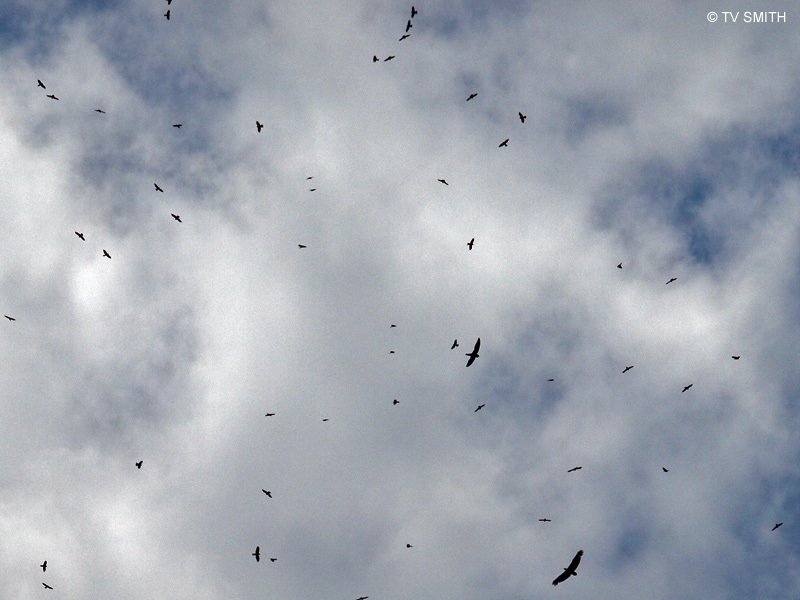 A Thousand Eagles